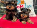 Petmode köpek çiftliğinde ziyarete açık yorkshire terrier