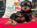 Petmode köpek çiftliğinde ziyarete açık yorkshire terrier