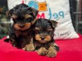 Petmode köpek çiftliğinde ziyarete açık yorkshire terrier