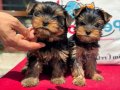 Petmode köpek çiftliğinde ziyarete açık yorkshire terrier