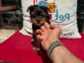 Petmode köpek çiftliğinde ziyarete açık yorkshire terrier
