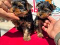 Petmode köpek çiftliğinde ziyarete açık yorkshire terrier