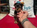 Petmode köpek çiftliğinde ziyarete açık yorkshire terrier