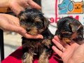 Petmode köpek çiftliğinde ziyarete açık yorkshire terrier