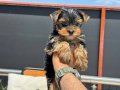 Petmode köpek çiftliğinde ziyarete açık yorkshire terrier