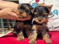 Petmode köpek çiftliğinde ziyarete açık yorkshire terrier