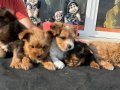 Show Kalite morkie yavrularımız çiftliğimizde ziyarete açık
