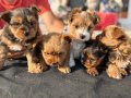 Show Kalite morkie yavrularımız çiftliğimizde ziyarete açık