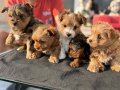 Show Kalite morkie yavrularımız çiftliğimizde ziyarete açık