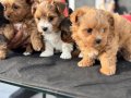Show Kalite morkie yavrularımız çiftliğimizde ziyarete açık