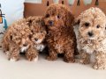 Profesyonel Ruhsatlı çiftlikden kore maltipoo yavrular