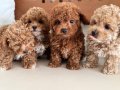 Profesyonel Ruhsatlı çiftlikden kore maltipoo yavrular