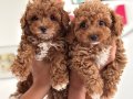 Profesyonel Ruhsatlı çiftlikden kore maltipoo yavrular