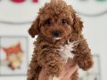 Profesyonel Ruhsatlı çiftlikden kore maltipoo yavrular
