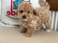 Profesyonel Ruhsatlı çiftlikden kore maltipoo yavrular
