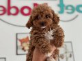 Profesyonel Ruhsatlı çiftlikden kore maltipoo yavrular