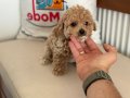 Profesyonel Ruhsatlı çiftlikden kore maltipoo yavrular