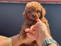 Profesyonel Ruhsatlı çiftlikden kore maltipoo yavrular