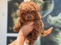 Profesyonel Ruhsatlı çiftlikden kore maltipoo yavrular