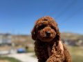 Show Kalite Redbrown kore toy poodle yavrularımız