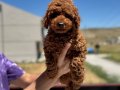 Show Kalite Redbrown kore toy poodle yavrularımız