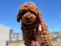 Show Kalite Redbrown kore toy poodle yavrularımız