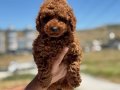 Show Kalite Redbrown kore toy poodle yavrularımız