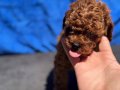 Show Kalite Redbrown kore toy poodle yavrularımız