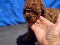 Show Kalite Redbrown kore toy poodle yavrularımız