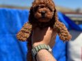 Show Kalite Redbrown kore toy poodle yavrularımız