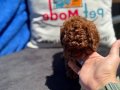 Show Kalite Redbrown kore toy poodle yavrularımız