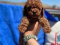 Show Kalite Redbrown kore toy poodle yavrularımız