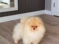 Show Kalite Fcı Export Sçr Belgeli safkan Pomeranian yavrulr