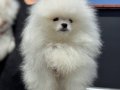 Show Kalite Fcı Export Sçr Belgeli safkan Pomeranian yavrulr