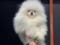 Show Kalite Fcı Export Sçr Belgeli safkan Pomeranian yavrulr