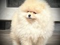 Show Kalite Fcı Export Sçr Belgeli safkan Pomeranian yavrulr