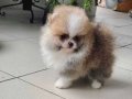 Show Kalite Fcı Export Sçr Belgeli safkan Pomeranian yavrulr