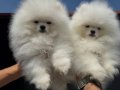 Show Kalite Fcı Export Sçr Belgeli safkan Pomeranian yavrulr