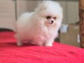 Show Kalite Fcı Export Sçr Belgeli safkan Pomeranian yavrulr