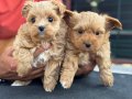 En Güzel Tea Cup Morkie Yavrularımız ziyarete açık