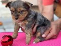 En Güzel Tea Cup Morkie Yavrularımız ziyarete açık