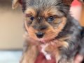 En Güzel Tea Cup Morkie Yavrularımız ziyarete açık