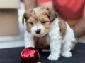 En Güzel Tea Cup Morkie Yavrularımız ziyarete açık