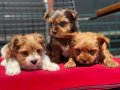 En Güzel Tea Cup Morkie Yavrularımız ziyarete açık