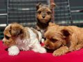 En Güzel Tea Cup Morkie Yavrularımız ziyarete açık