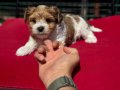 En Güzel Tea Cup Morkie Yavrularımız ziyarete açık