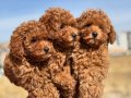 Köpek Çiftliğinden Minyatür Poodle Yavrularımız