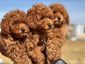 Köpek Çiftliğinden Minyatür Poodle Yavrularımız