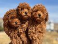 Köpek Çiftliğinden Minyatür Poodle Yavrularımız