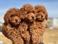 Köpek Çiftliğinden Minyatür Poodle Yavrularımız